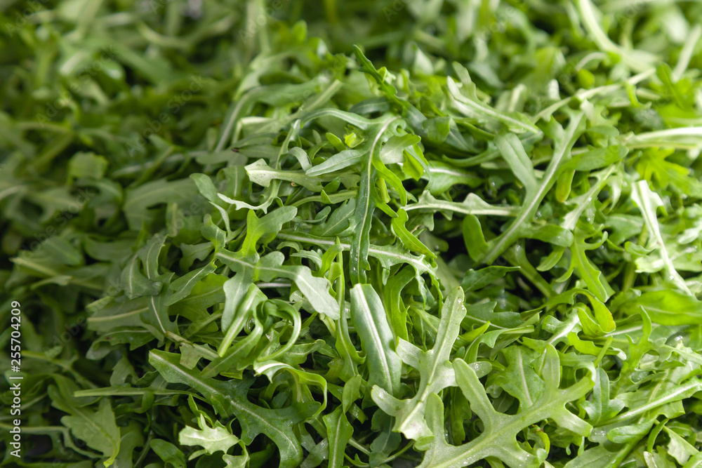 Closeup macro fresh green selected leaves of arugula herb. Concept diet, vegetarian, natural, low-calorie meal Closeup macro fresh green selected leaves of arugula herb. Concept diet, vegetarian, natural, low-calorie meal