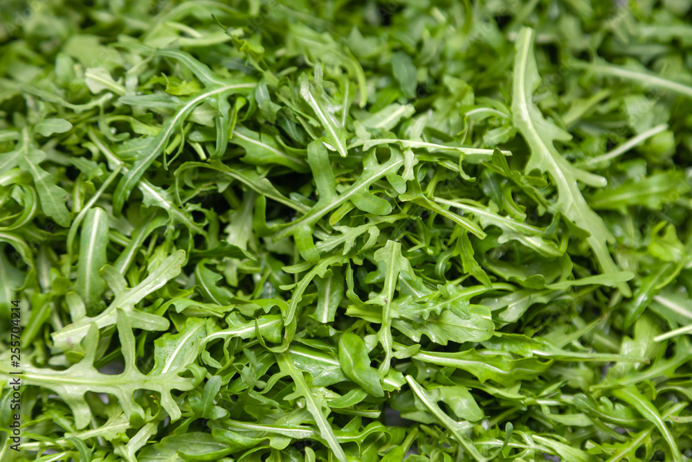 Closeup macro fresh green selected leaves of arugula herb. Concept diet, vegetarian, natural, low-calorie meal Closeup macro fresh green selected leaves of arugula herb. Concept diet, vegetarian, natural, low-calorie meal