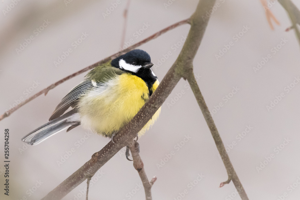 Obraz premium great tit on branch