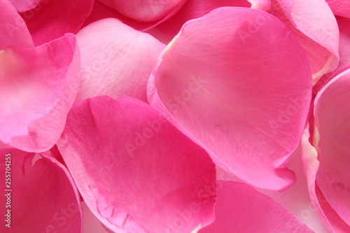 pink rose petals © Елена Михайлова