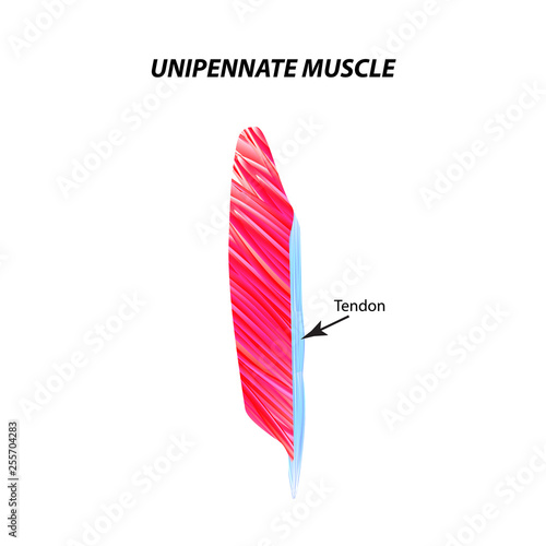 The structure of skeletal muscle. Unipennate muscle. Tendon. Infographics. Vector illustration on isolated background.
