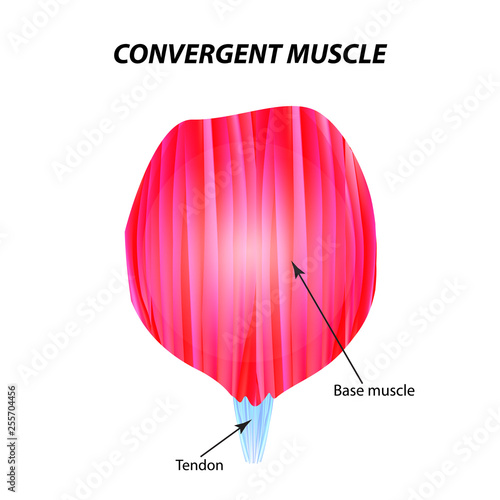 The structure of skeletal muscle. Convergent muscle. Tendon. Infographics. Vector illustration on isolated background.