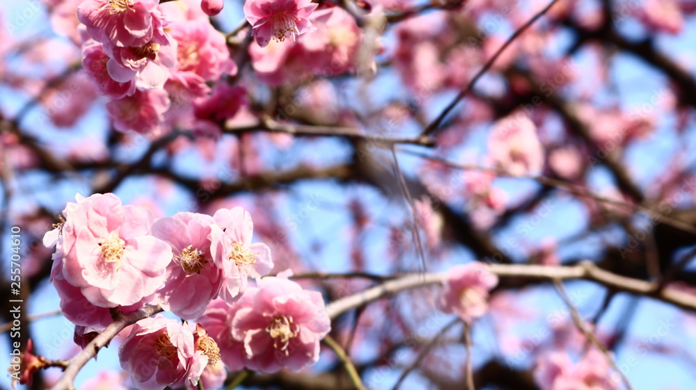 Obraz premium 夕日のしだれ梅 クールイメージ 農業センター