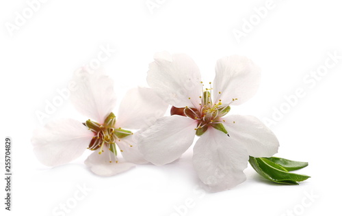 Blooming spring flowers isolated on white background