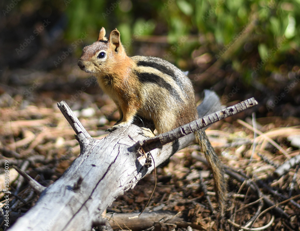 Obraz premium chipmunk