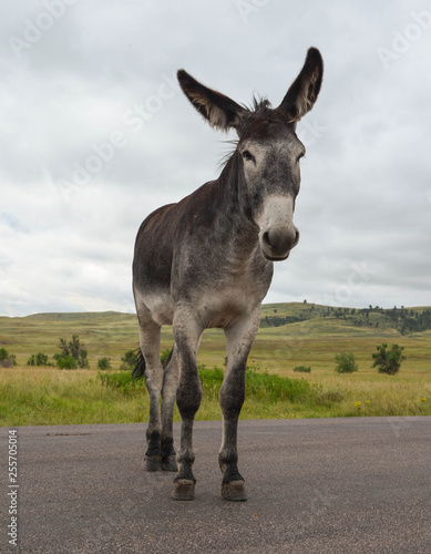 donkey © Christian Petrone