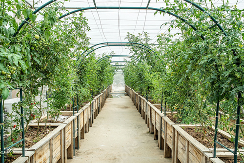 Tomato greenhouse plantation