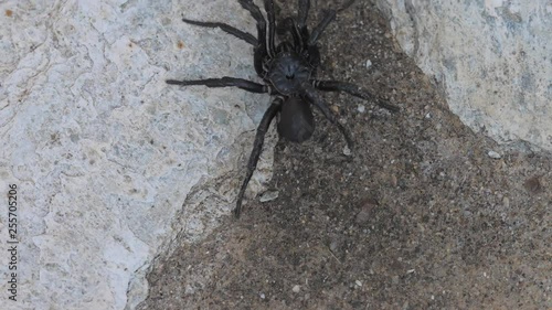 Giant black tarantula spider walking away on wall
