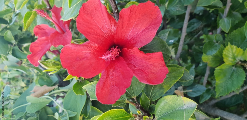 red hibiscus flower red hibiscus flower