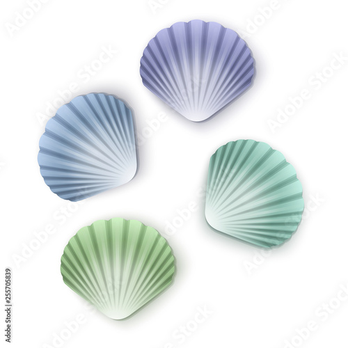 Set of scallop seashells  Vector seashells of cartoon style  illustration isolated on white background