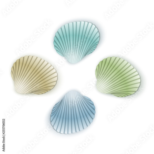 Set of scallop seashells  Vector seashells of cartoon style  illustration isolated on white background