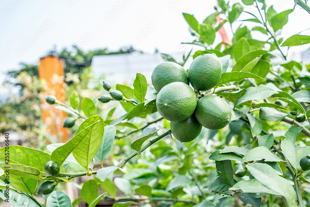 Green lemon growing on a lemon tree