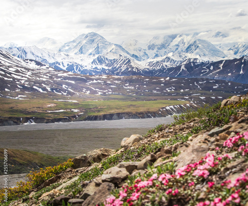 denali national park with blossoms in foreground