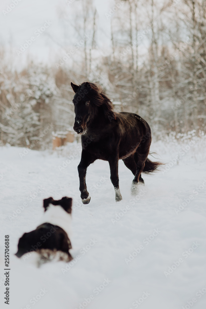 Naklejka premium Black horse stand in winter on the white snow in forest