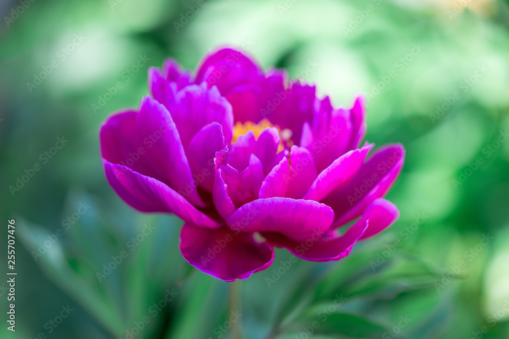 Dark pink peony flower growing in the garden, horizontal, closeup