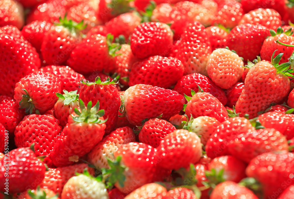 Fresh strawberries, close-up shots Fresh strawberries, close-up shots