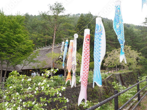 家とこいのぼり