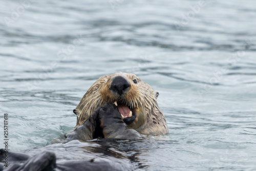 sea otter feeding mussels