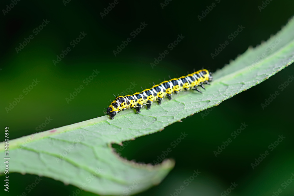 The caterpillar is on the green leaves