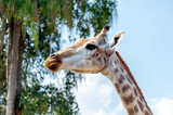 closeup giraffe with soft-focus and over light in the background