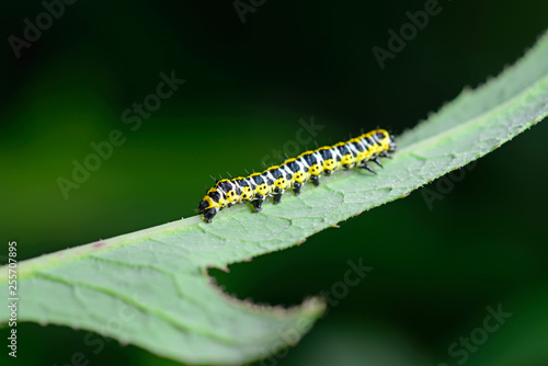 The caterpillar is on the green leaves © 杜 海珍