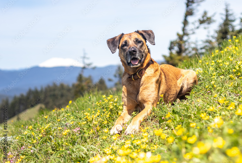dog on dog mountain