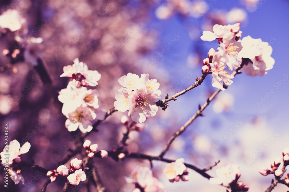 Closeup of large pink flowers on the almond branch against the blue sky on a sunny spring day. Closeup of large pink flowers on the almond branch against the blue sky on a sunny spring day.