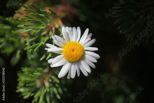 Photo Chamomile Flower in garden at sunny summer or spring day. Flower for postcard beauty decoration and agriculture concept design. Colorful flowers. Natural blurred background.