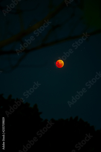 Bloodmoon