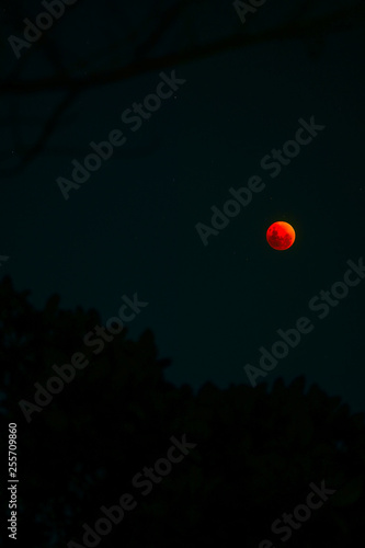 Bloodmoon