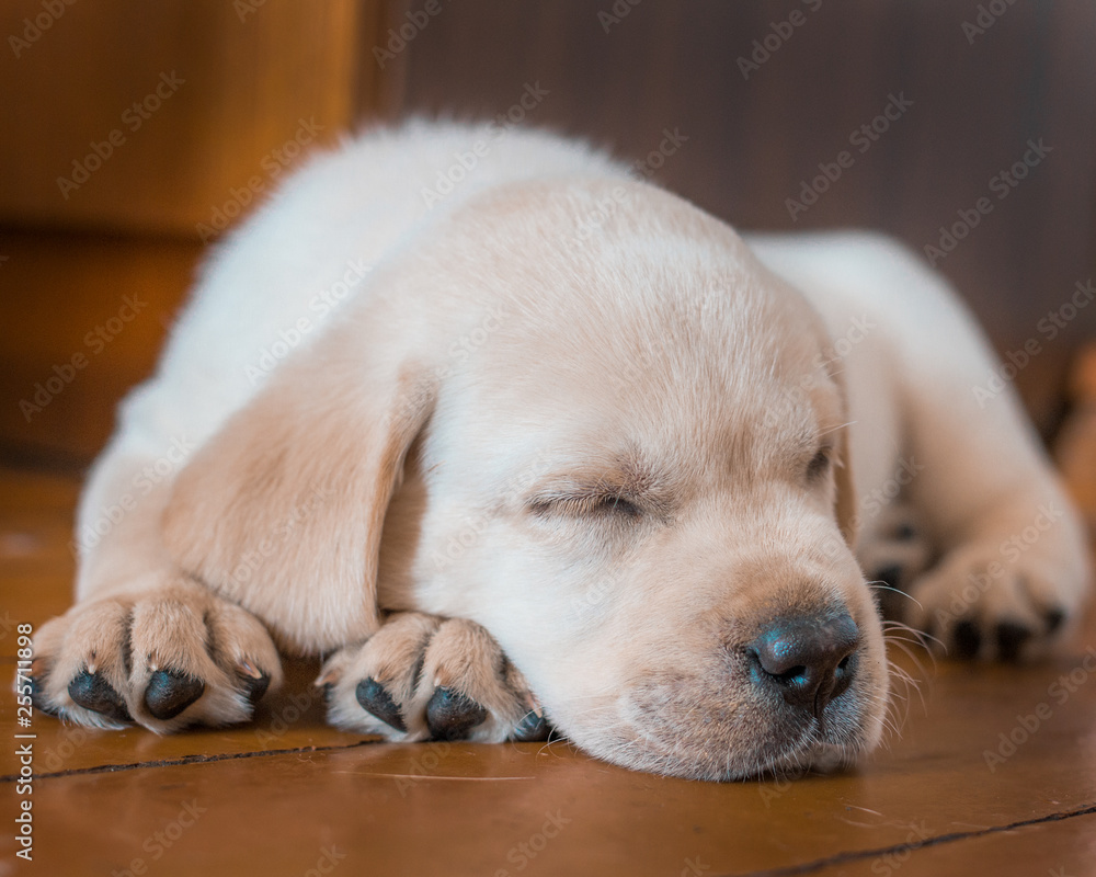 labrador puppy labrador puppy
