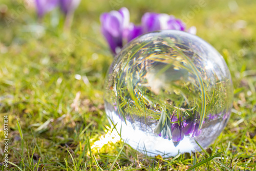 Abstract image of crocuses in a crystal ball