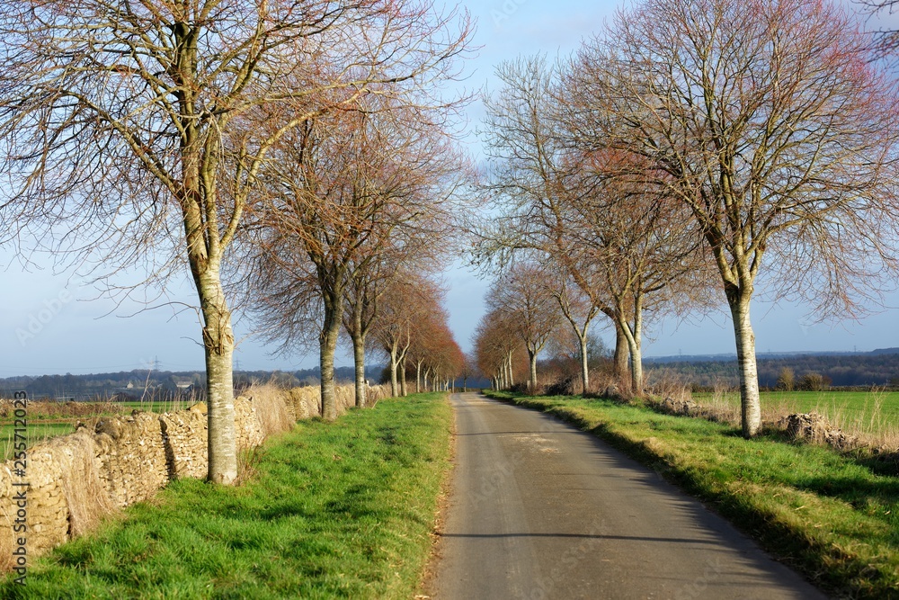Walking down an English Countryside Lane in the Winter Sun Walking down an English Countryside Lane in the Winter Sun