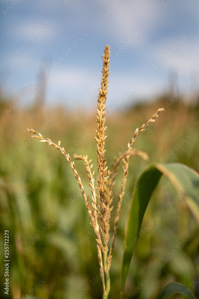 Corn in plantation in Thailand with background blur