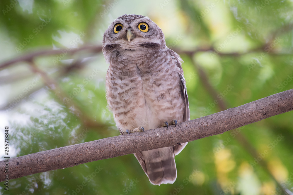 Obraz premium The owl