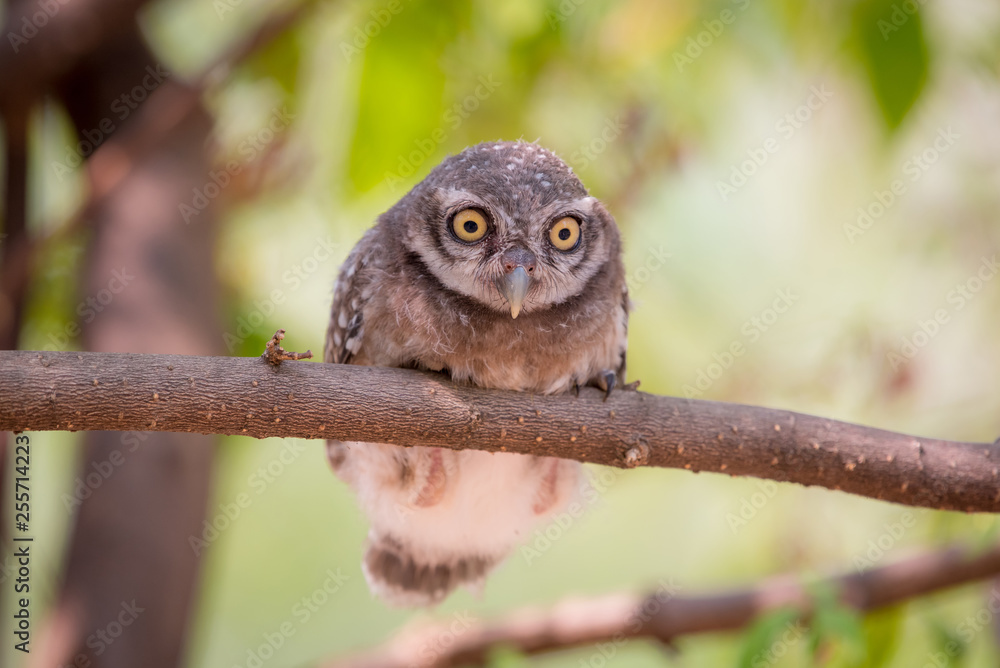 The owl The owl