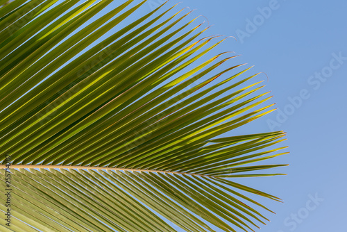 leaf of palm tree