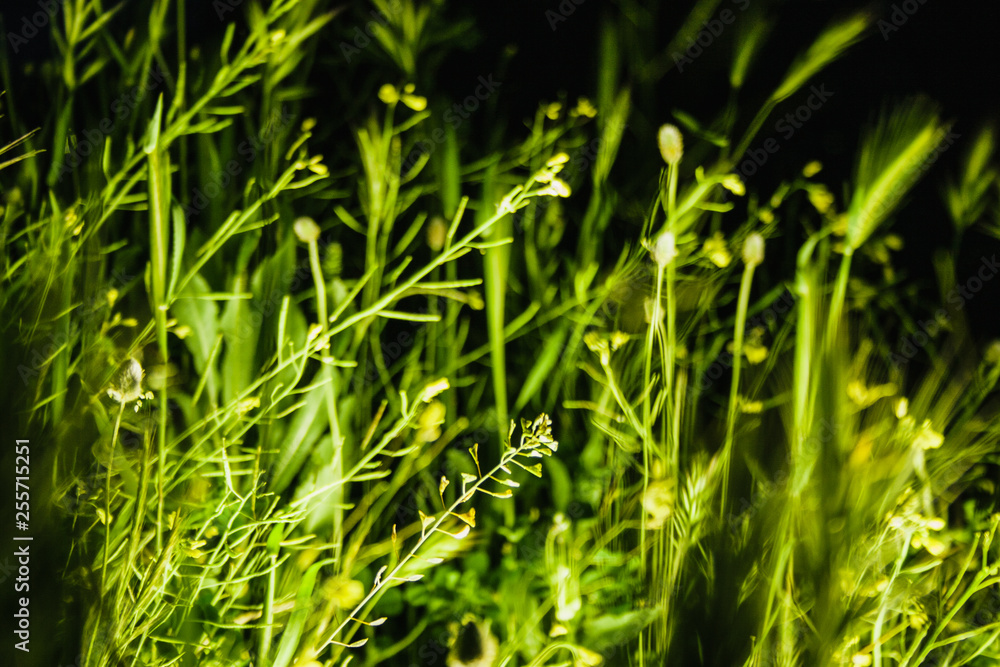 contraluces hierba