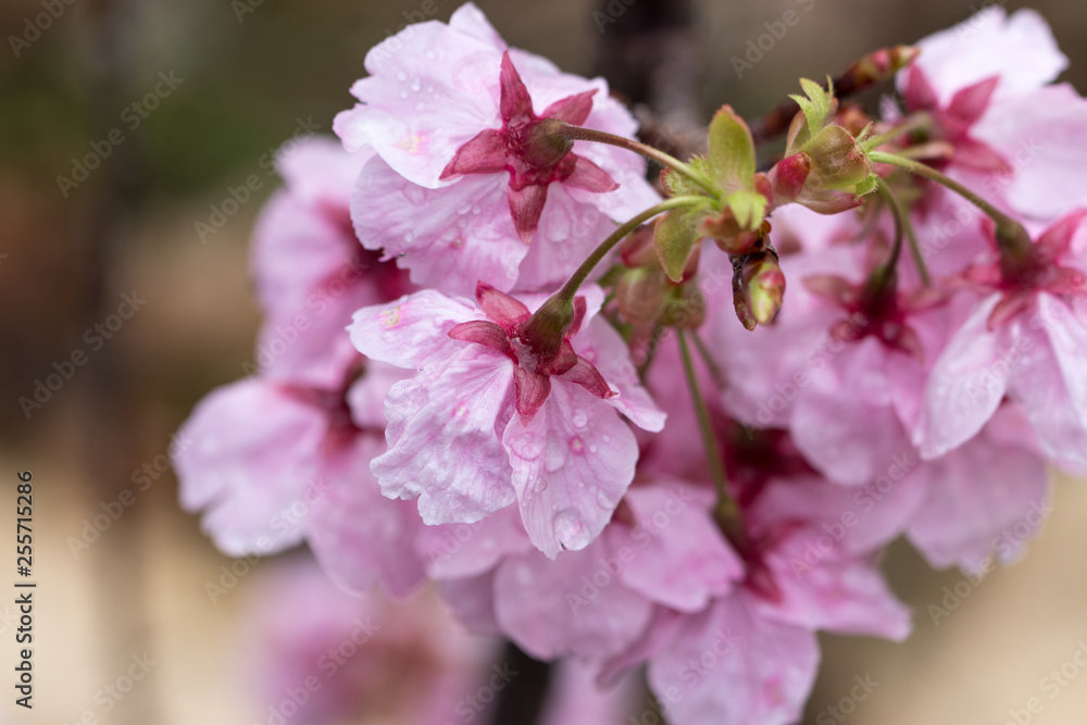桜の花 春イメージ 桜の花 春イメージ