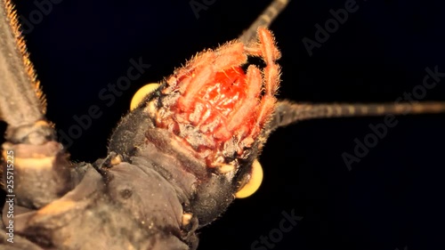 Detail of stick-bug is head on black background. Portrait of the Golden-eyed stick insect (Peruphasma schultei), Super macro 3:1, 4K - 50fps photo