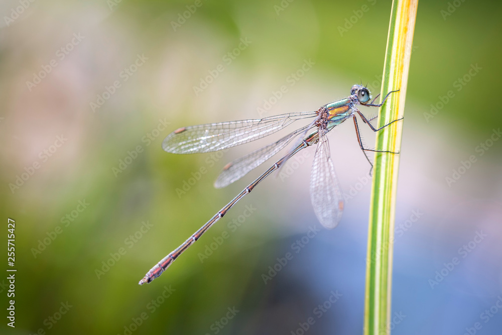 Spread-winged damselfly - Lestidae - in her natural habitat Spread-winged damselfly - Lestidae - in her natural habitat