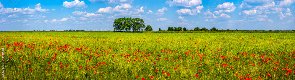 Spring spirit at red field of poppies and beautiful nature in panorama under blue sky, countryside - obrazy, fototapety, plakaty 