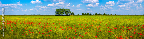 Spring spirit at red field of poppies and beautiful nature in panorama under blue sky, countryside