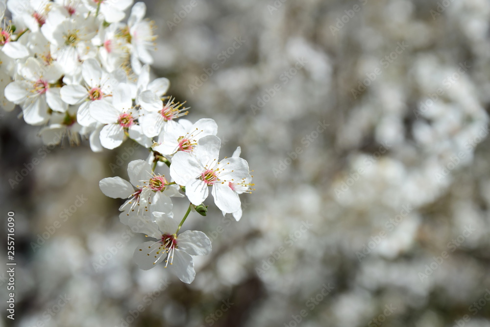 Obraz premium Blühender Ast einer Zierkirsche