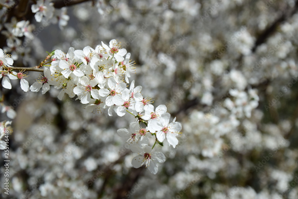Weiße Zierkirsche - Blütenmeer im Garten Weiße Zierkirsche - Blütenmeer im Garten
