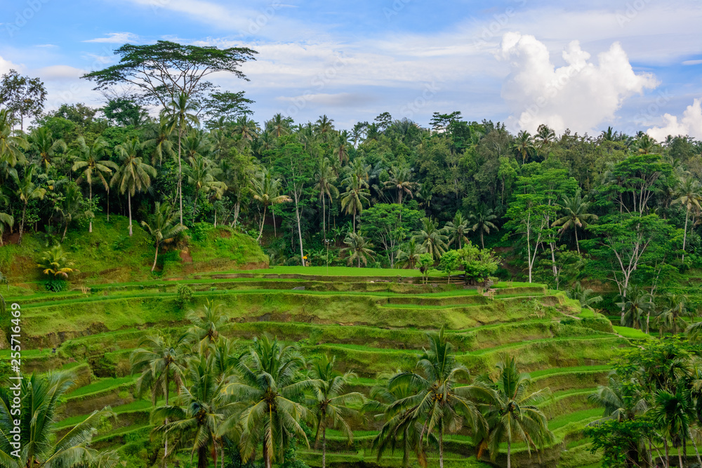 Obraz premium Ubud Bali, the Tegalalang Rice Terraces