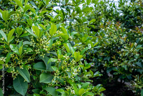 Cherry blossoms on cherry tree