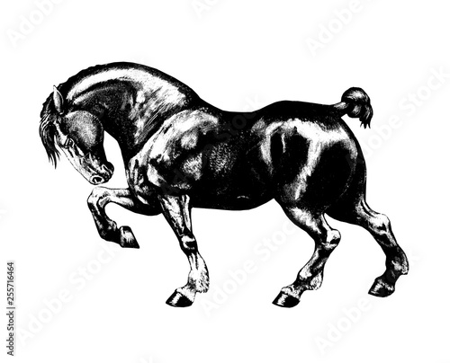 Draft horse illustration. Strong horse drawing portrait.  photo