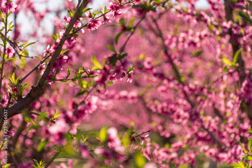 Peach tree in bloom, with pink flowers at sunrise. Aitona. Alcarras. Torres de Segre. Lleida. Spain. Agriculture. Flower close-up. Bokeh effects, Peach tree in bloom, with pink flowers at sunrise. Aitona. Alcarras. Torres de Segre. Lleida. Spain. Agriculture. Flower close-up. Bokeh effects,