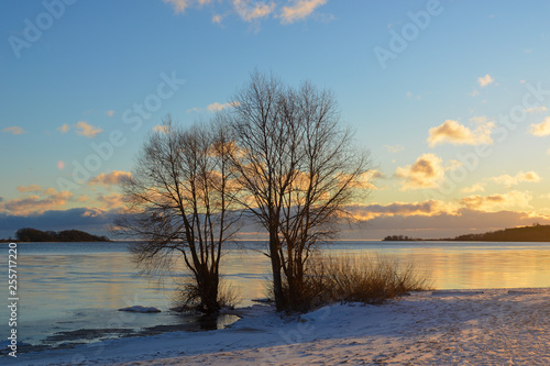 Willows against the background of the river and the sky. Winter landscape